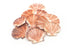 pink scallop seashells